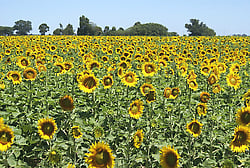 José Antonio Oliveira, presidente de la Cámara de Turismo del estado Portuguesa, expresó que en 2023, se sembraron 900 hectáreas de girasoles y este año buscan cultivar más de 15.000 hectáreas.