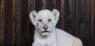 Leones blancos reviven interés de los venezolanos por los zoológicos