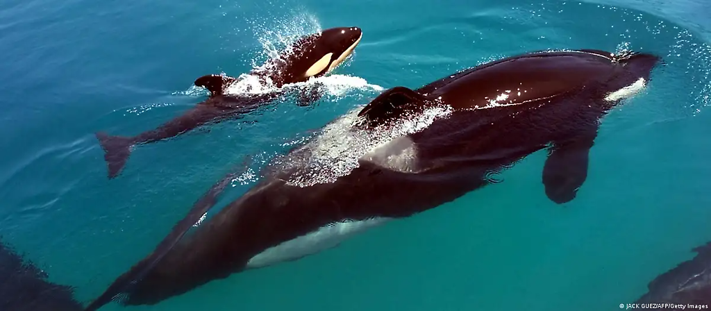 Aparentemente inofensiva: una orca con su cría