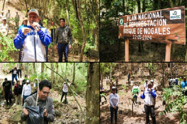 El pasado 23 de mayo, Josué Lorca, ministro de Ecosocialismo, destacó que se sembraron 100 árboles de nogal en un sector de un zoológico de Caricuao, de Caracas, como parte de un plan de reforestación.