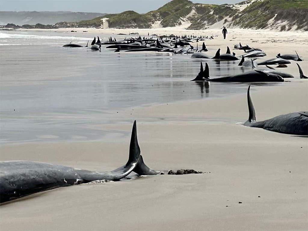 Orcas varadas en playa de Tasmania, Australia