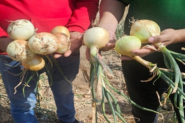 Se han convertido en embajadores del esfuerzo productivo en el territorio nacional.