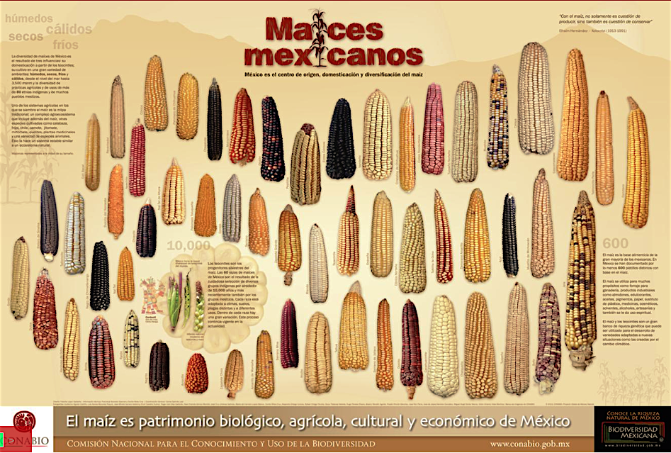 La gran diversidad del maíz mexicano